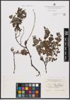 Foto von Salix aurita L. x Salix repens L.